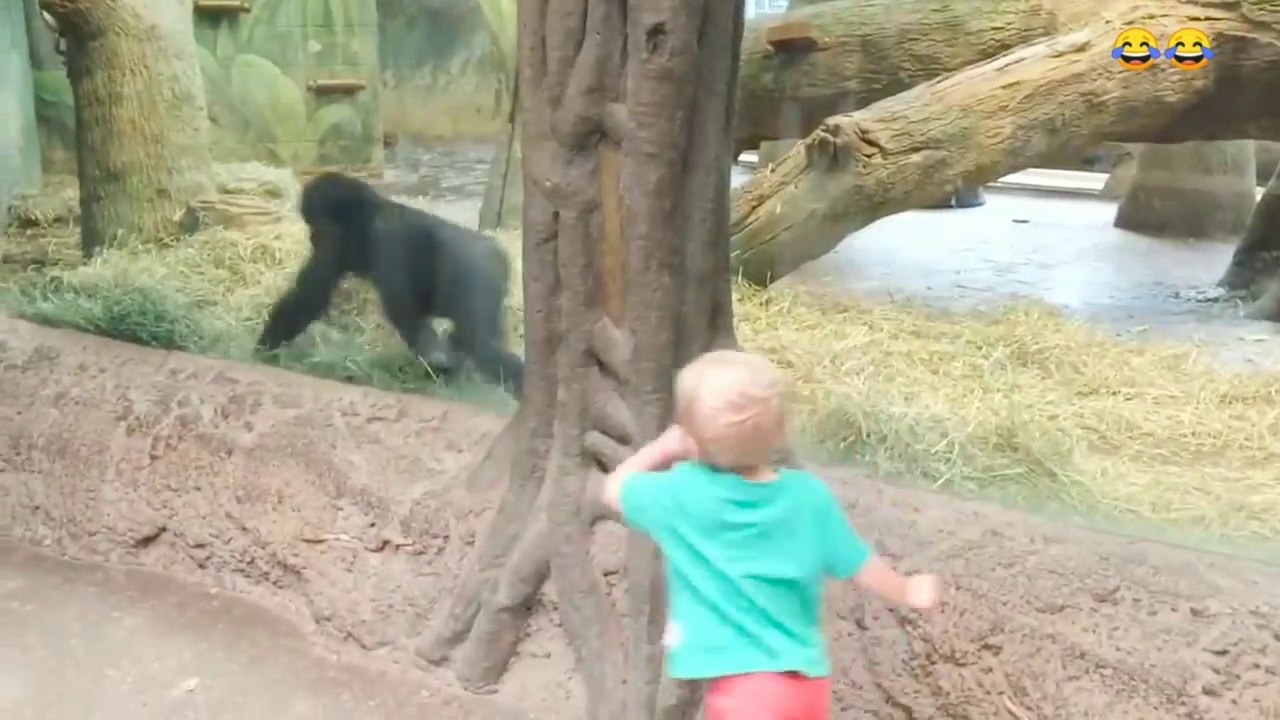 Funny children and animals in zoos compilation