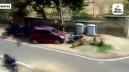 જંગલમાંથી શહેરમાં ઘુસી આવ્યો દીપડો