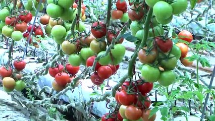 Nebati: 'Seracılığı geliştirecek adımlar attık' - ŞANLIURFA