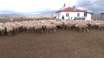 Kuzuların Annelerine Kavuşma Anı Böyle Görüntülendi