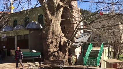Mahallenin ismini aldığı bin yıllık Çınar ağacı yıllara meydan okuyor