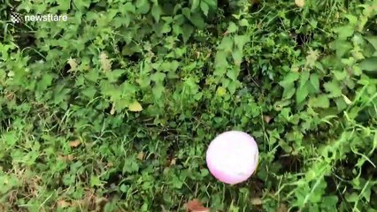 Little Jack Russell terrier goes hopping mad for balloon