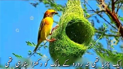 Emotional Bayan By Muhammad Shabbir Qamar Bukhari