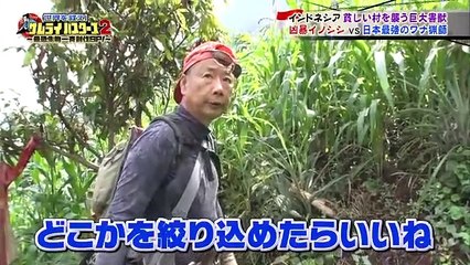 Orang jepang membantu menangkap Babi liar di Indonesia tayang di TV jepang