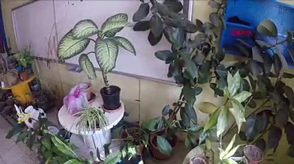 Sınıftan botanik parka