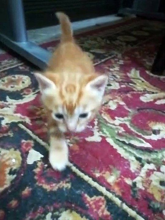 Little Kitties Yelling Loud For Mom Attention