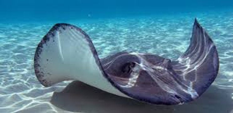 Sting Ray feeding at Atmosphere