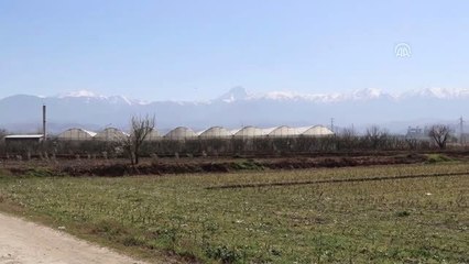 Denizli'de Domates Serasında Muz Yetiştiriyorlar