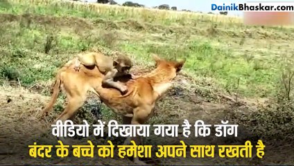 Dog की ममता आंचल में पल रहा है बेबी मंकी, रोज पिलाती दूध और हमेशा अपने बच्चे की तरह रखती है साथ, पीठ पर बैठा कर हर जगह ले जाती है