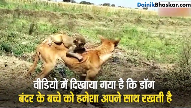 Dog की ममता आंचल में पल रहा है बेबी मंकी, रोज पिलाती दूध और हमेशा अपने बच्चे की तरह रखती है साथ, पीठ पर बैठा कर हर जगह ले जाती है