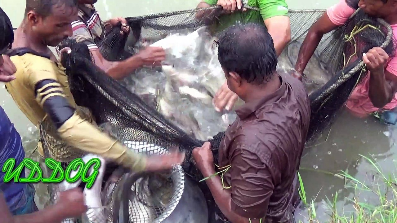 Traditional Net Fishing InThe Pond of Bangladesh HD