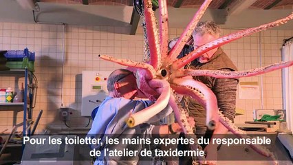 Un calmar géant se fait beau pour l'expo "Océan"