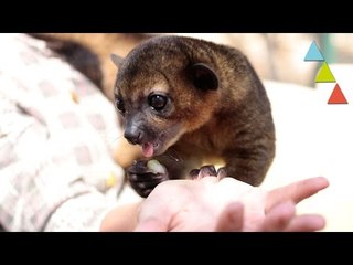 Video herunterladen: Las 10 mascotas más peligrosas que puedes tener