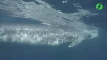 La réaction de ce plongeur qui nage à coté d'une baleine immense : mythique