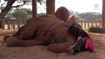 Regardez comment elle réussi à endormir un éléphant... Magnifique