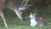 Amitié incroyable entre un cerf et un chat
