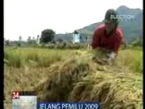 Caleg PDI Perjuangan Tana Toraja Gelar Pesta Panen