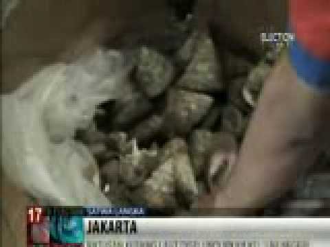 Penyelundupan Ratusan Kerang Laut Dilindungi