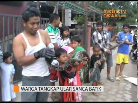 Warga Tangkap Ular Sanca Sepanjang 4,5 Meter