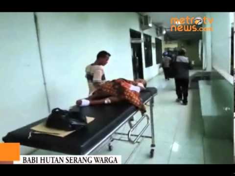 Diserang Babi Hutan Nenek Ini Patah Tulang