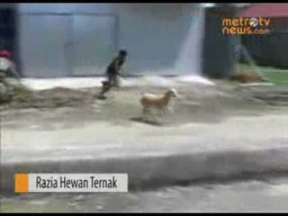 Gubrak, Satpol PP Jatuh Bangun Tangkap Kambing