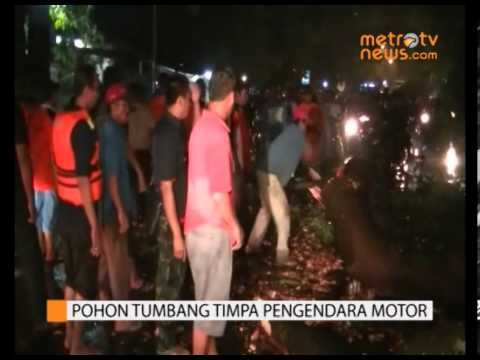 Pohon Besar Tumbang Timpa Pesepeda Motor