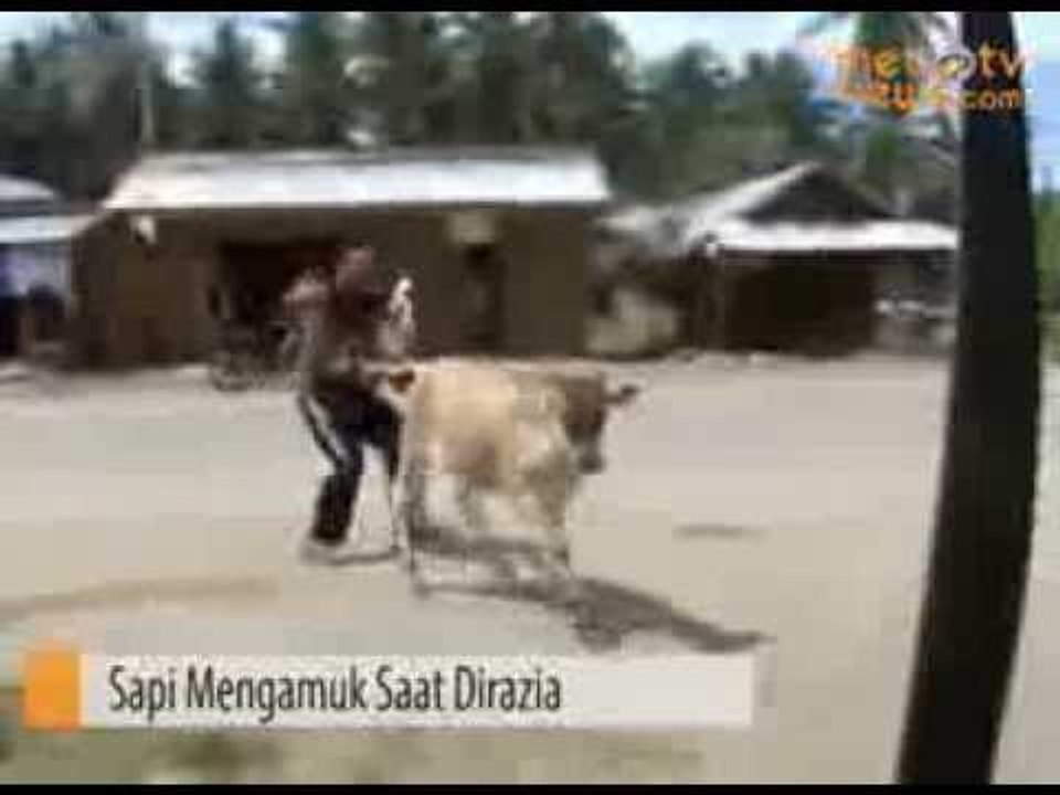 Satpol PP Kewalahan Merazia Sapi Liar