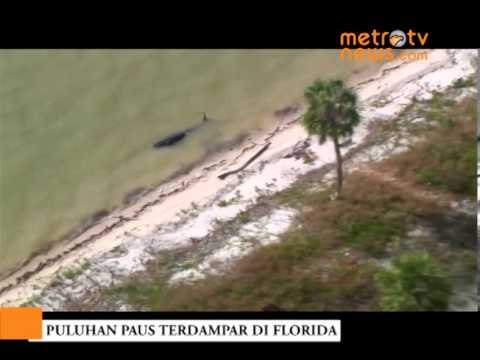 Video Puluhan Paus Terdampar di Florida