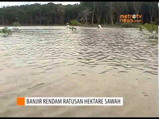 Sawah dan Kebun di Lampung Terendam Banjir
