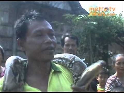 Penemuan Ular Phyton di areal Persawahan Warga