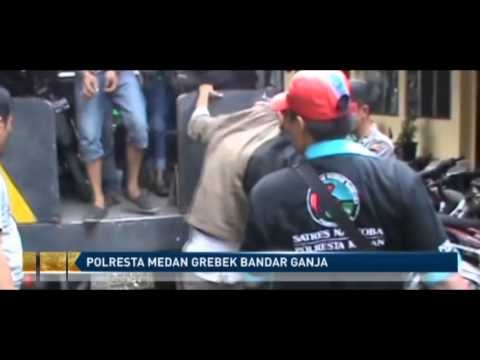 Polresta Medan Grebek Bandar Ganja