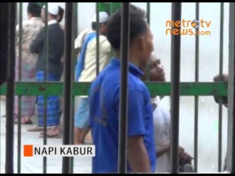 Napi Kabur dari LP Langsa