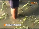 Puluhan Hektar Tanaman Padi Mati Terendam Banjir