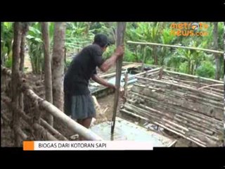 Kotoran Sapi Alternatif Gas Elpiji DA