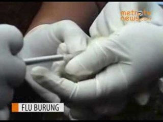 Positif Flu Burung, Petugas Vaksinasi Unggas