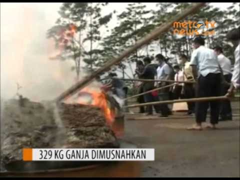 Polisi Musnahkan 329 Kg Ganja