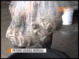 Cuaca Buruk, Tambak Udang Terancam Gagal Panen