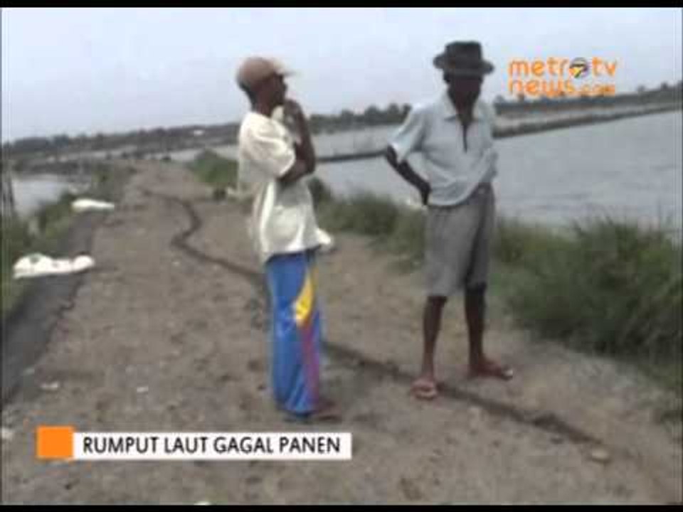 Rumput Laut Membusuk Akibat Cuaca Buruk