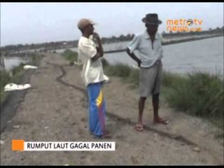 Rumput Laut Membusuk Akibat Cuaca Buruk