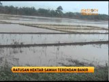 Banjir Rendam Ratusan Hektar Sawah di Kecamatan Kendal