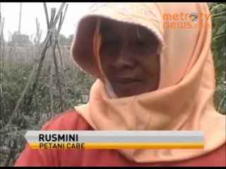 Klaten, Petani Cabe Panen Dini