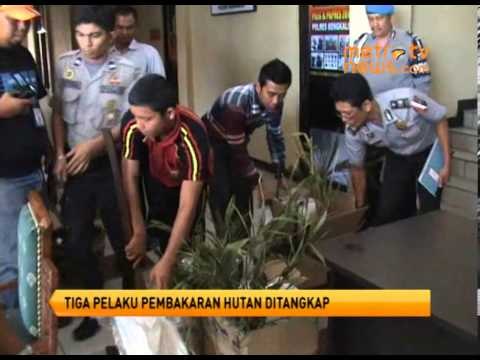 Polres Bengkalis Tangkap Pelaku Pembakaran Hutan Biosfer