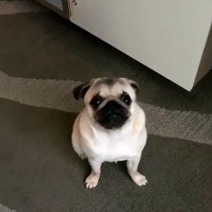 Cutest dog in the world - funny dog