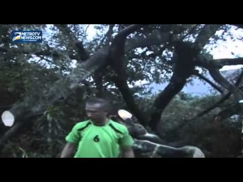 TERJANGAN ANGIN PUTING BELIUNG