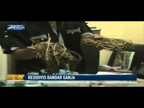 Polisi Ringkus Residivis Bandar Ganja