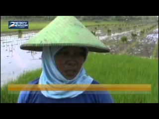 Hama Keong Mas Serang Puluhan Hektare Padi