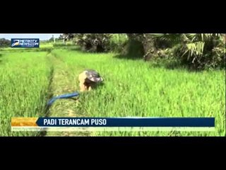 Kekeringan, Ratusan Hektare Padi Terancam Puso