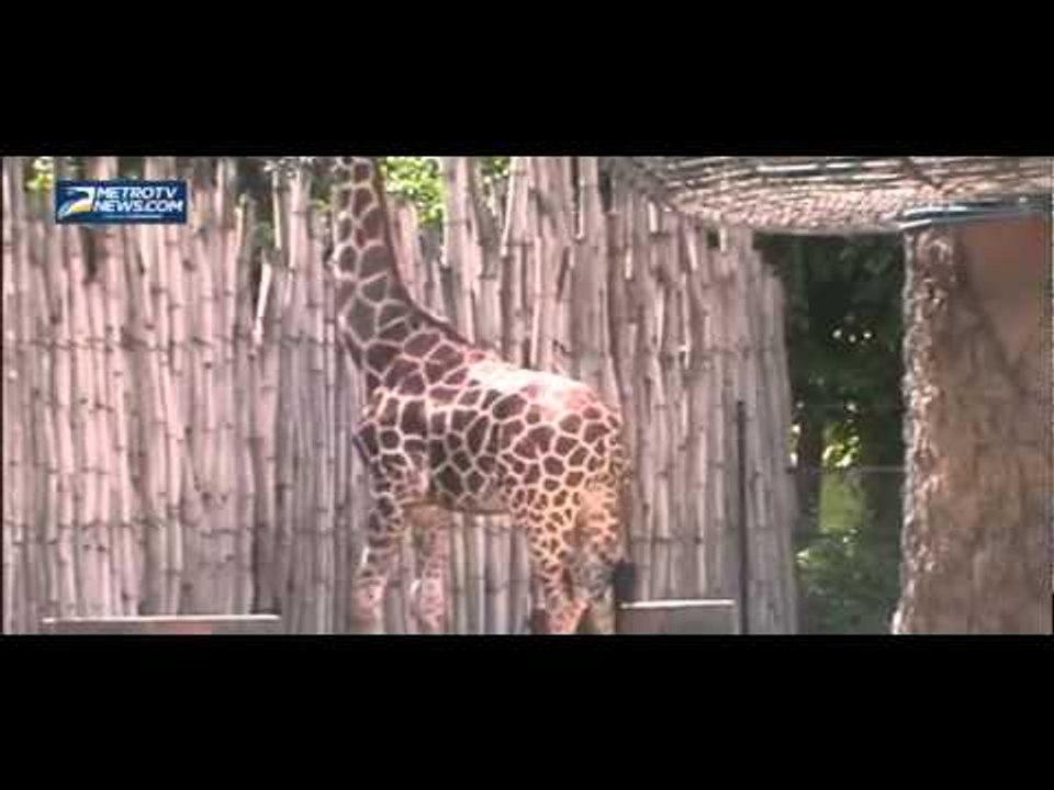 Libur Nyepi, KBS Ramai Pengunjung