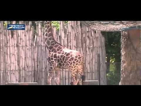 Libur Nyepi, KBS Ramai Pengunjung