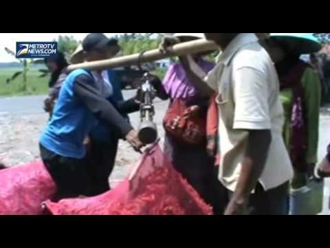 Harga Cabai di Brebes Turun Drastis